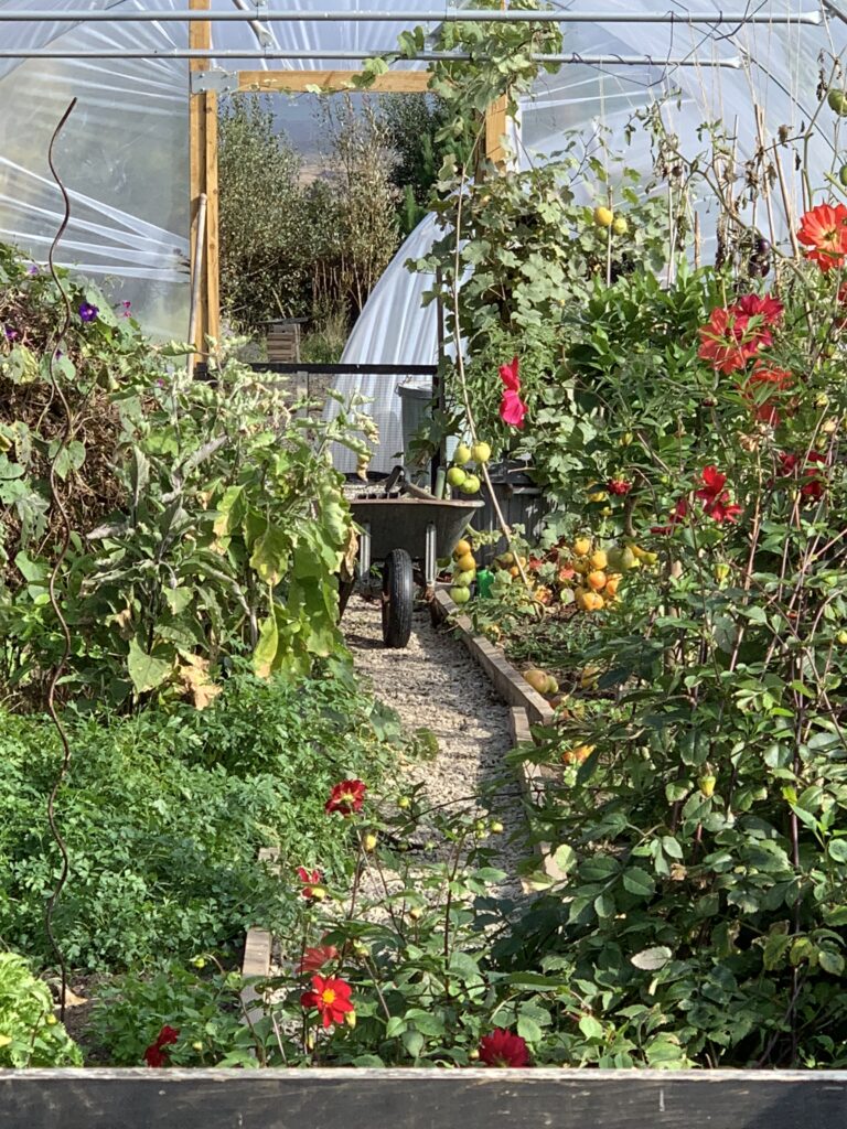 Tomatoes growing in the older, smaller polytunnel at Mountain Gate Organics.