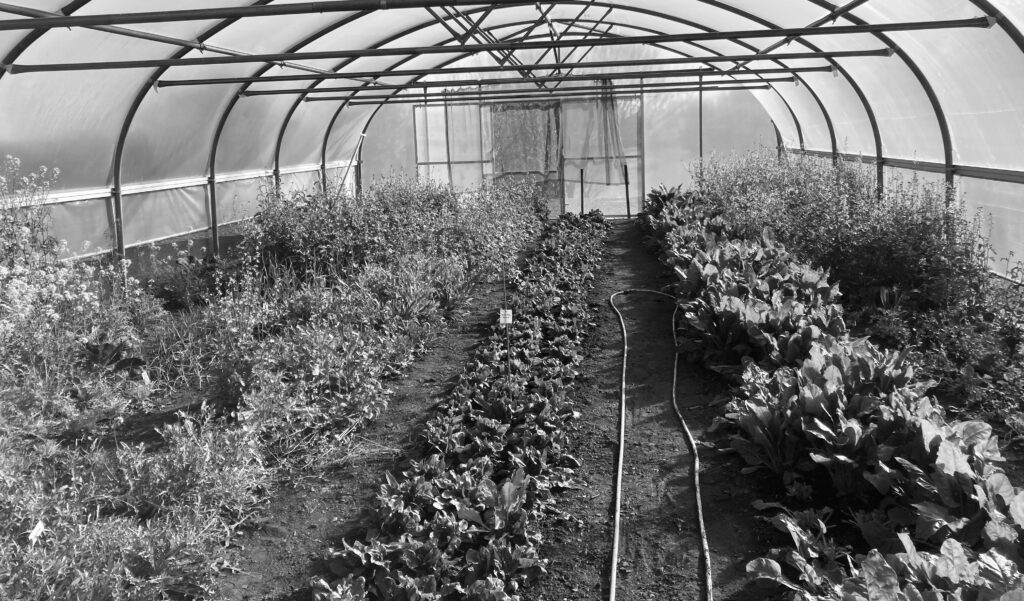 Interior of a Mountain Gate Organics polytunnel, with rows of salad leaves and vegetables growing beneath its curved frame.